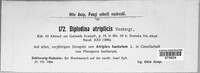Diplodina atriplicis image